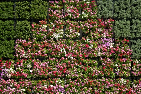 Background of colorful flowersの写真素材