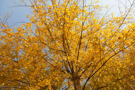 Colorful autumn trees in the park 