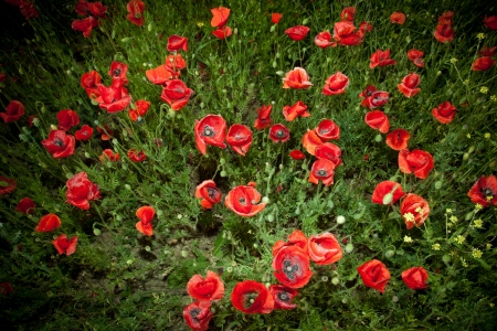 Red Poppy Flowers On The Spring Fieldの写真素材
