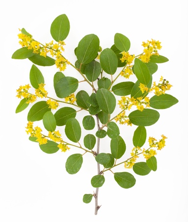 Branch of bushy plant with yellow flowers and small oval leaves isolated on white backgroundの写真素材