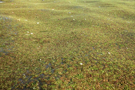 THESSALONIKI, GREECE - APR 4: Jumble of seaweed and rubbish give off a foul odor in the atmosphere of the city's beaches on April 4, 2011 in Thessaloniki,Greeceのeditorial素材
