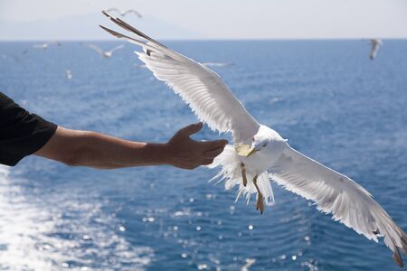 Feeding seagulls over the ferryの写真素材