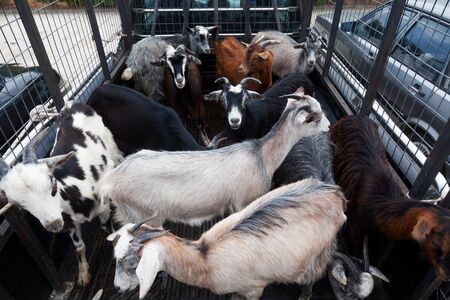 Goats loaded in the back of truckの写真素材