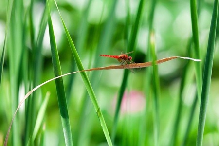 Spangled Skimmer Dragonfly (Libellula cyanea) resting on a leaf beside a lakeの写真素材