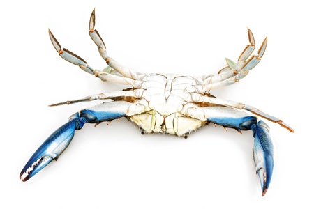 Blue crab turned upside down isolated on white backgroundの写真素材