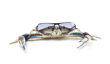 Blue crab wearing sunglassesの写真素材