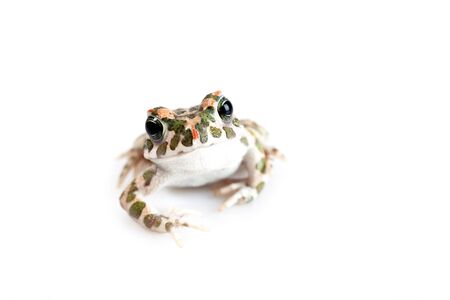 European Bufo viridis or Pseudepidalea virdis isolated on white backgroundの写真素材