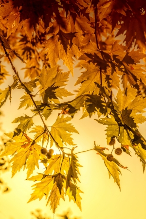 Plane tree leaves at sunsetの写真素材