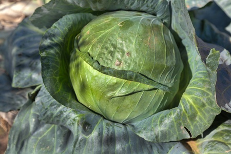 Vegetables that have just come out of the garden. Cabbageの写真素材