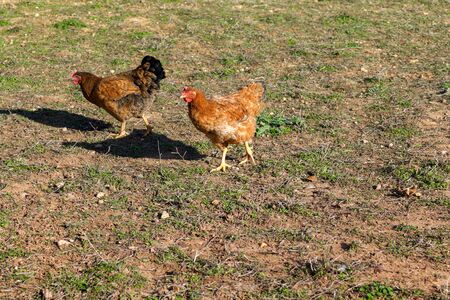 Pair of brown chicken hens on grass that is brown and greenの写真素材