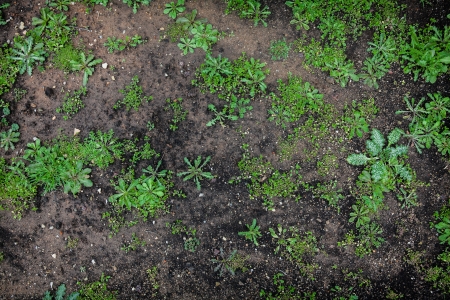 Variety of ground cover in spring gardenの写真素材