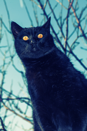 Black cat on a rooftopの写真素材