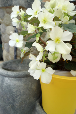Flowers for sale at the plant nursery.の写真素材
