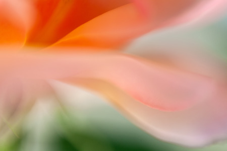 Detail of a flowerの写真素材