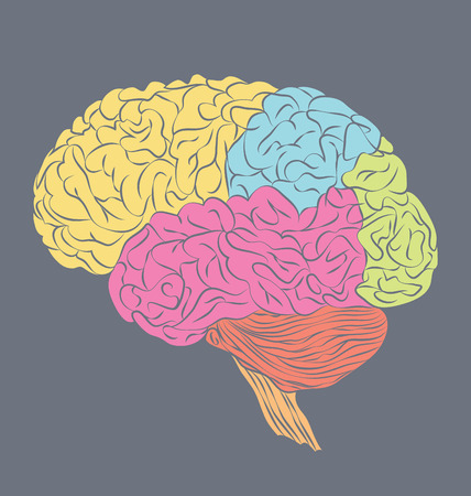 Structure of the Human Brain.のイラスト素材
