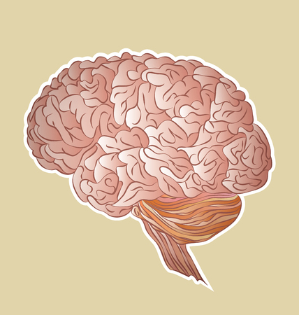 Human brainのイラスト素材