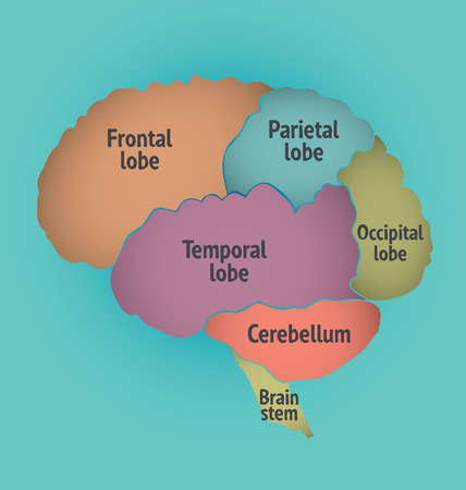 Structure of the Human Brain.のイラスト素材