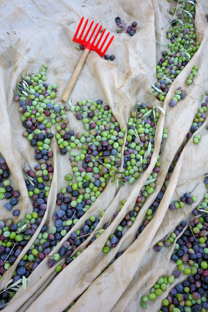 Orange olive hand-rake and just picked olives on the netの写真素材