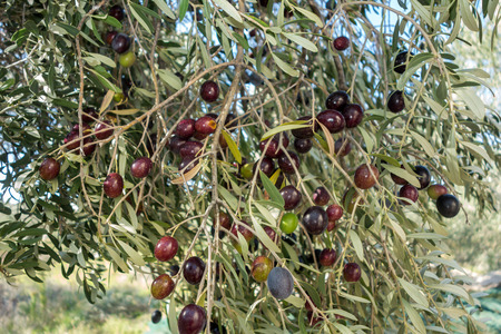 Ripe black olives on the treeの写真素材