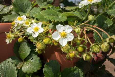 Strawberry plants in pot with unripe fruitsの写真素材