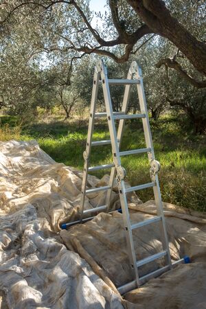 Ladder for the picking olives from olive treesの写真素材