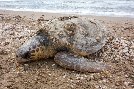 Dead sea turtle on sandy beachの写真素材