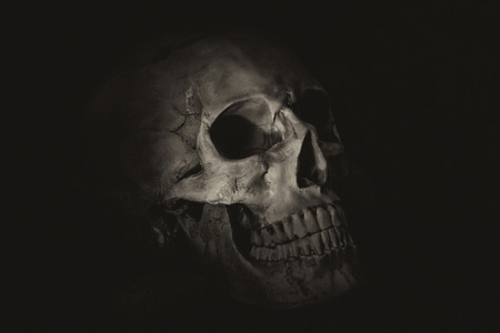 Skull....Still life without lifeの写真素材
