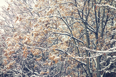 Snow covered trees branch in winter parkの写真素材