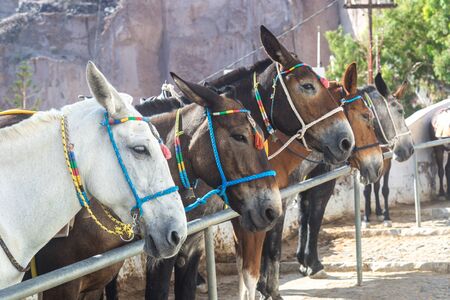 Mules for riding from Thira Port to Thira Town on Santoriniの写真素材