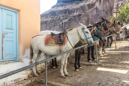Mules for riding from Thira Port to Thira Town on Santoriniの写真素材
