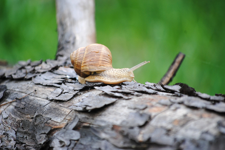 snail crawling on a treeの写真素材