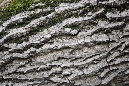 tree covered with moss in the forestの写真素材