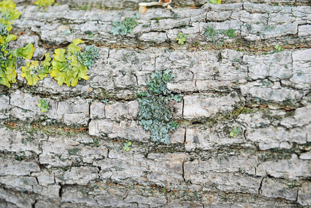 green moss on the bark of a treeの写真素材