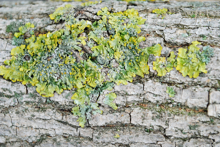 green moss on the bark of a treeの写真素材
