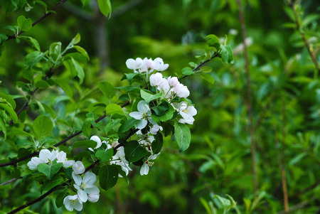 white flowers on a treeの写真素材