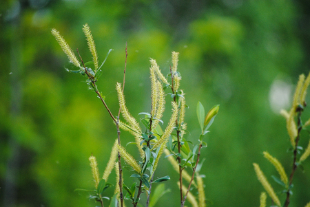closeup of green grassの写真素材