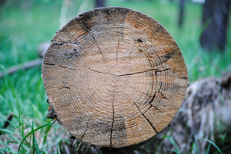 tree rings in the forestの写真素材