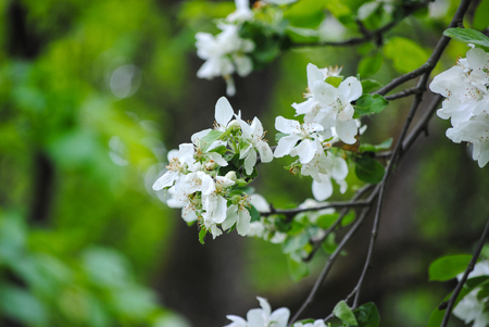 flowers on a tree in springの写真素材