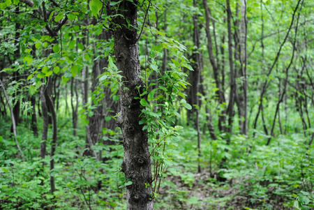 trees in the summer forestの写真素材