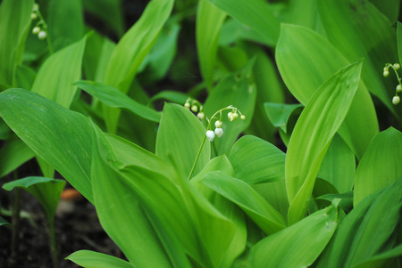 lily of the valley in the forestの写真素材
