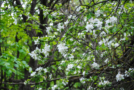 flowers on a tree in springの写真素材
