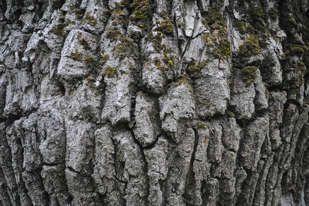 bark of a tree in the forestの写真素材