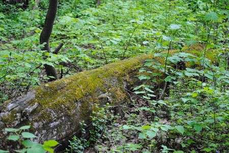 green moss on a tree in the forestの写真素材
