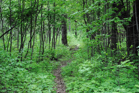 trees in the summer forestの写真素材