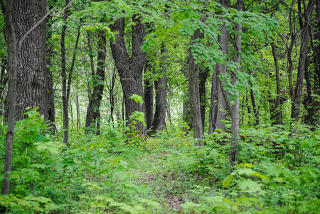 trees in the summer forestの写真素材
