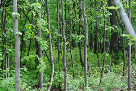 trees in the summer forestの写真素材