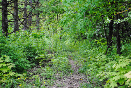 trees in the summer forestの写真素材