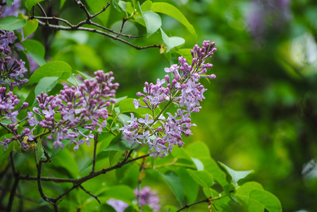 branch of lilac in the forestの写真素材