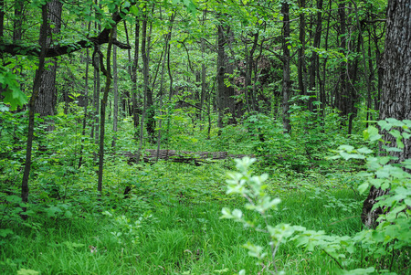 trees in the summer forestの写真素材