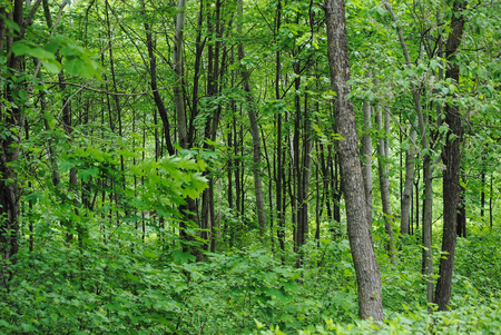 trees in the summer forestの写真素材